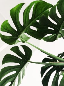 Studio shot of the monstera plant leaf