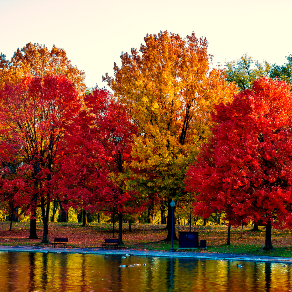 Autumnal trees in the background while a body of water is on the forefront.